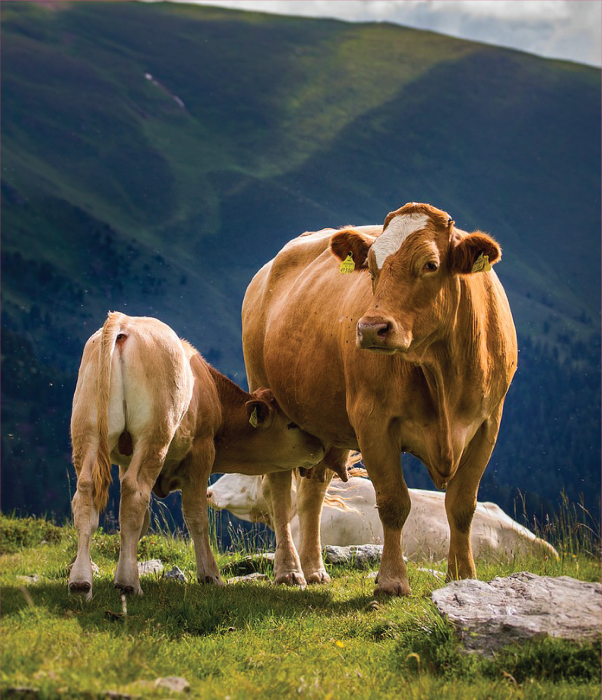 foto_verticale_destra