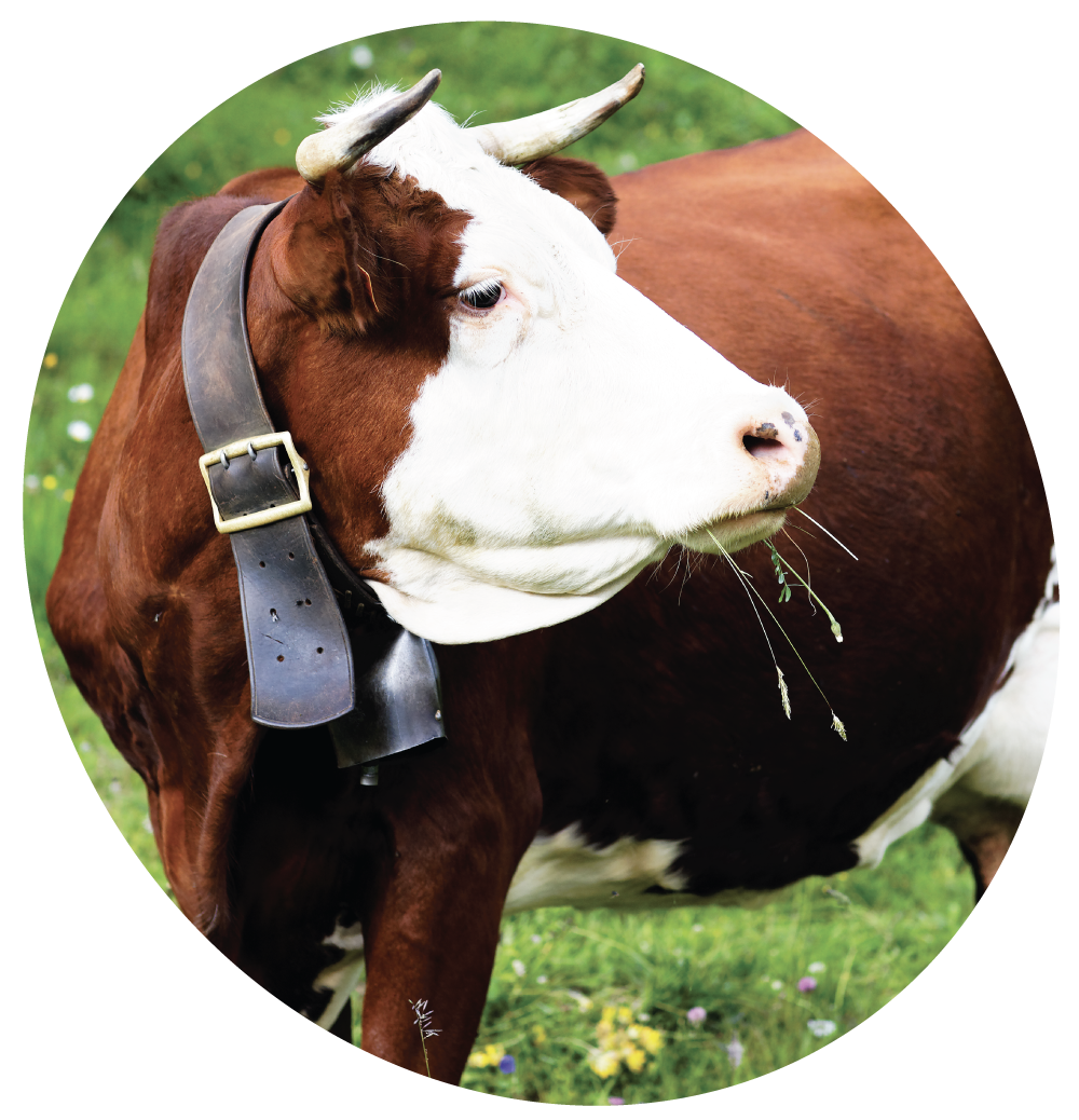 simmentale