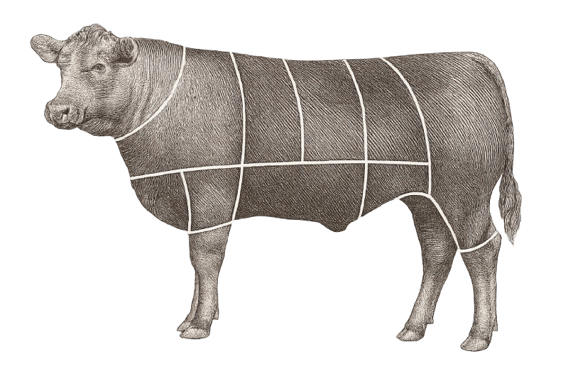 bovino